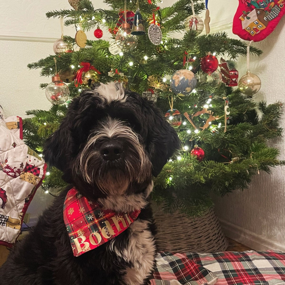 Personalised Christmas pet scarf with iron on name